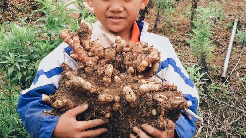 Hội Đồng Hương Nghệ An Miền Nam hỗ trợ giải cứu 2 tấn gừng cho bà con huyện Kỳ Sơn